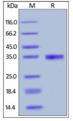 Human EGF, Mouse IgG2a Fc Tag on SDS-PAGE under reducing (R) condition. The gel was stained overnight with Coomassie Blue. The purity of the protein is greater than 95%.